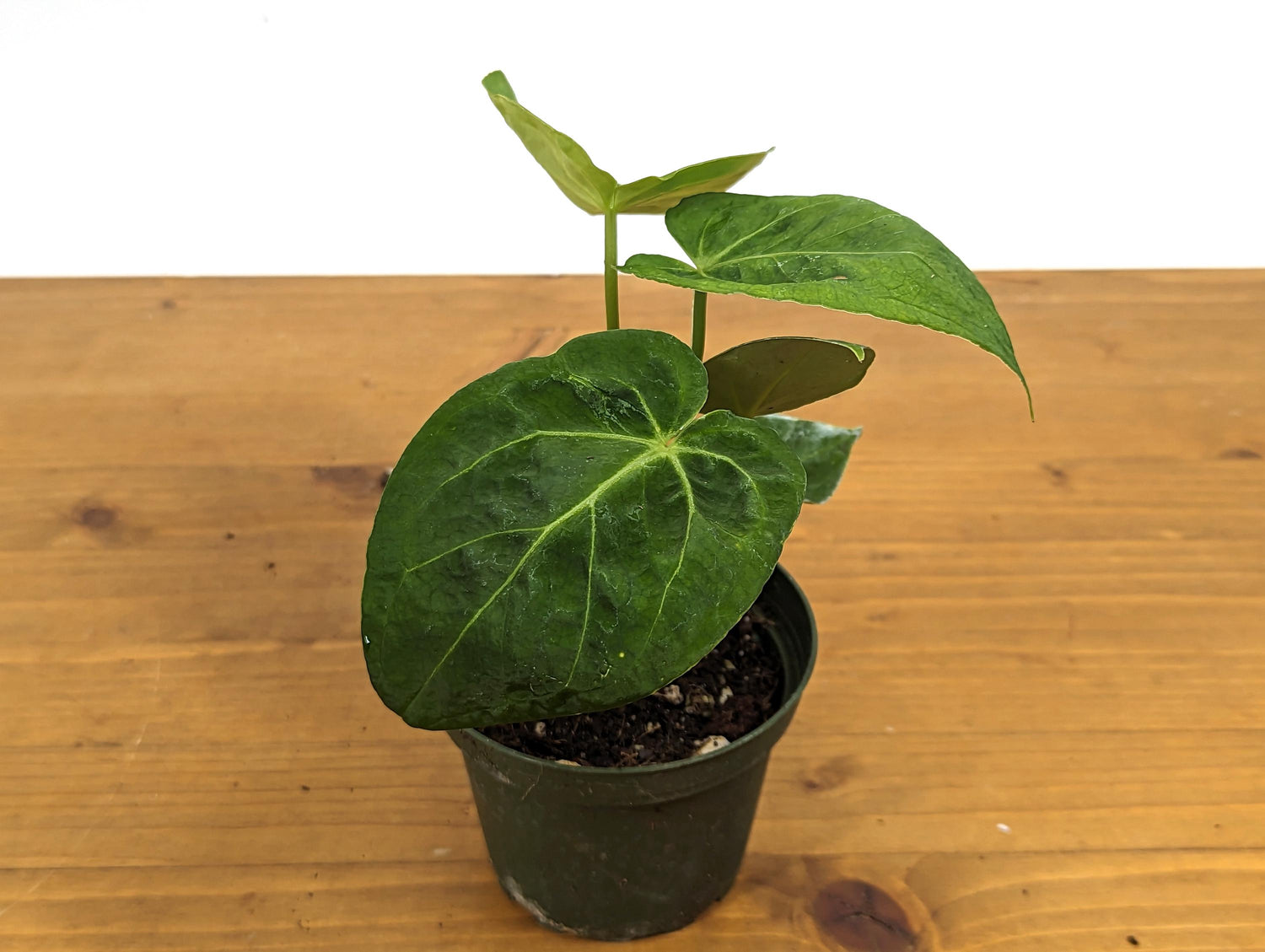 Anthurium Forgetii Juvenile Plant in 4 Inch Pot