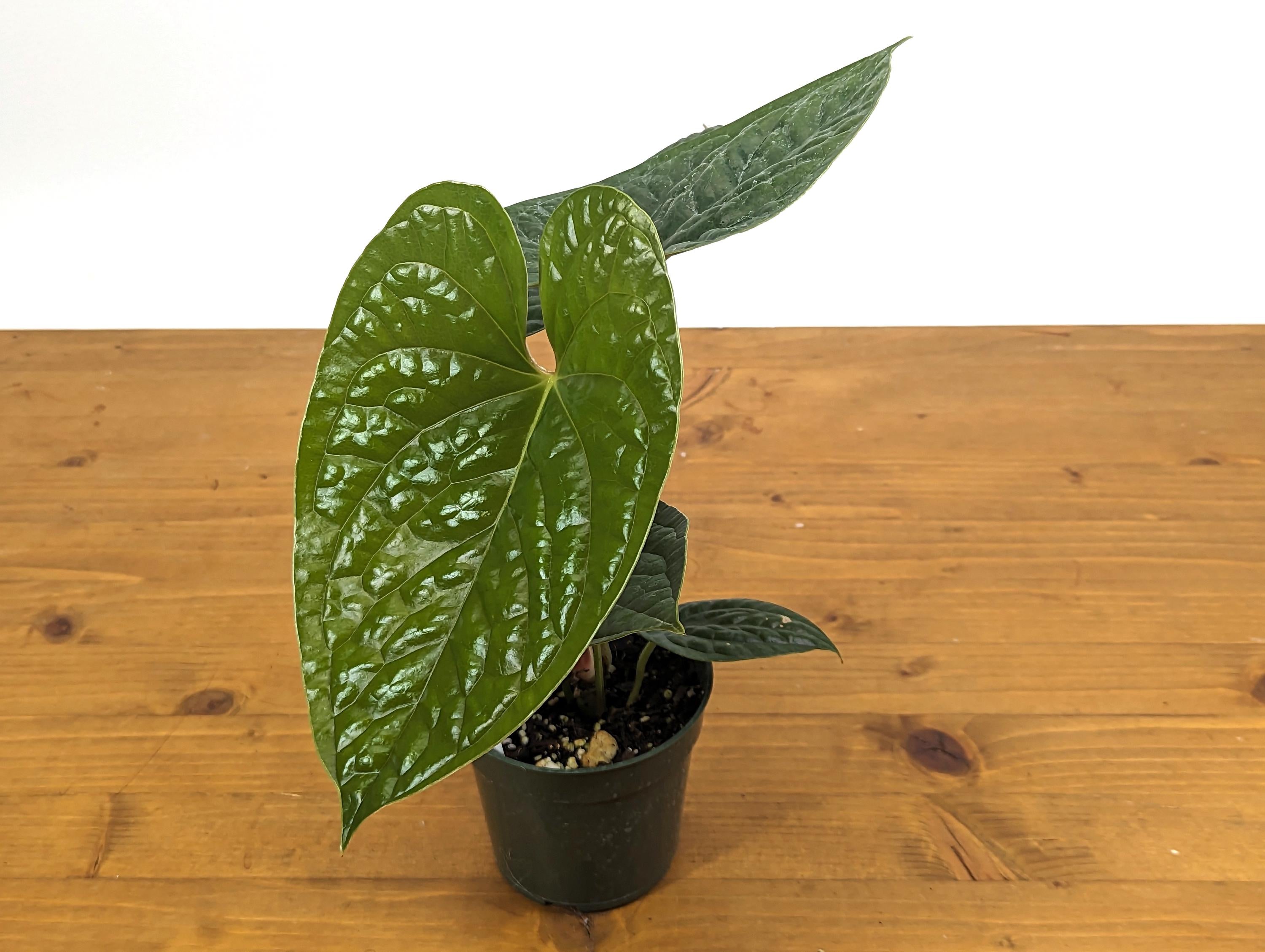 Anthurium Gymnopus &