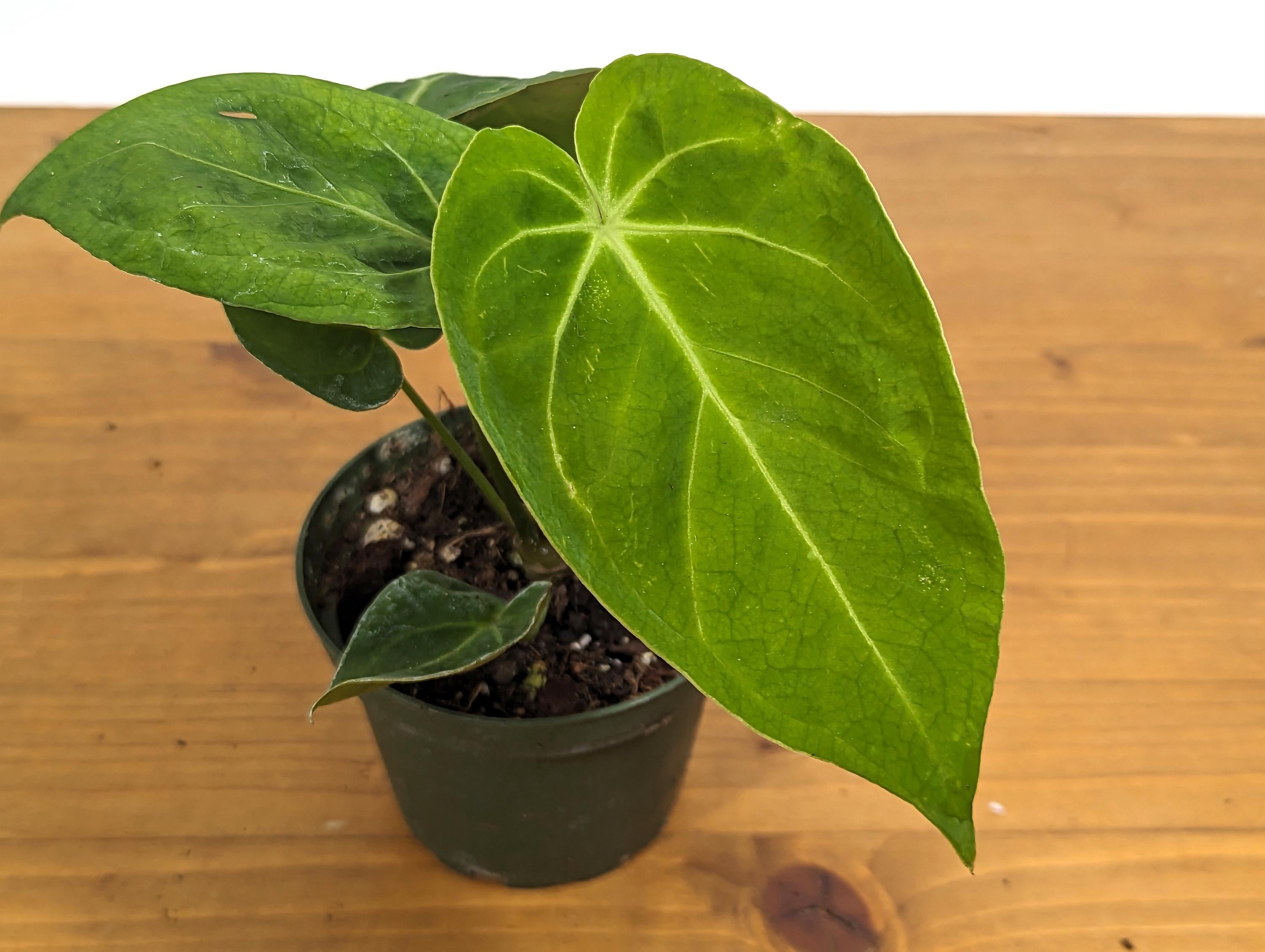 Anthurium Forgetii Juvenile Plant in 4 Inch Pot