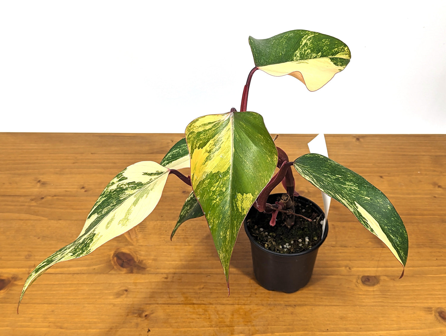 Philodendron Strawberry Shake EXACT Plant ID 