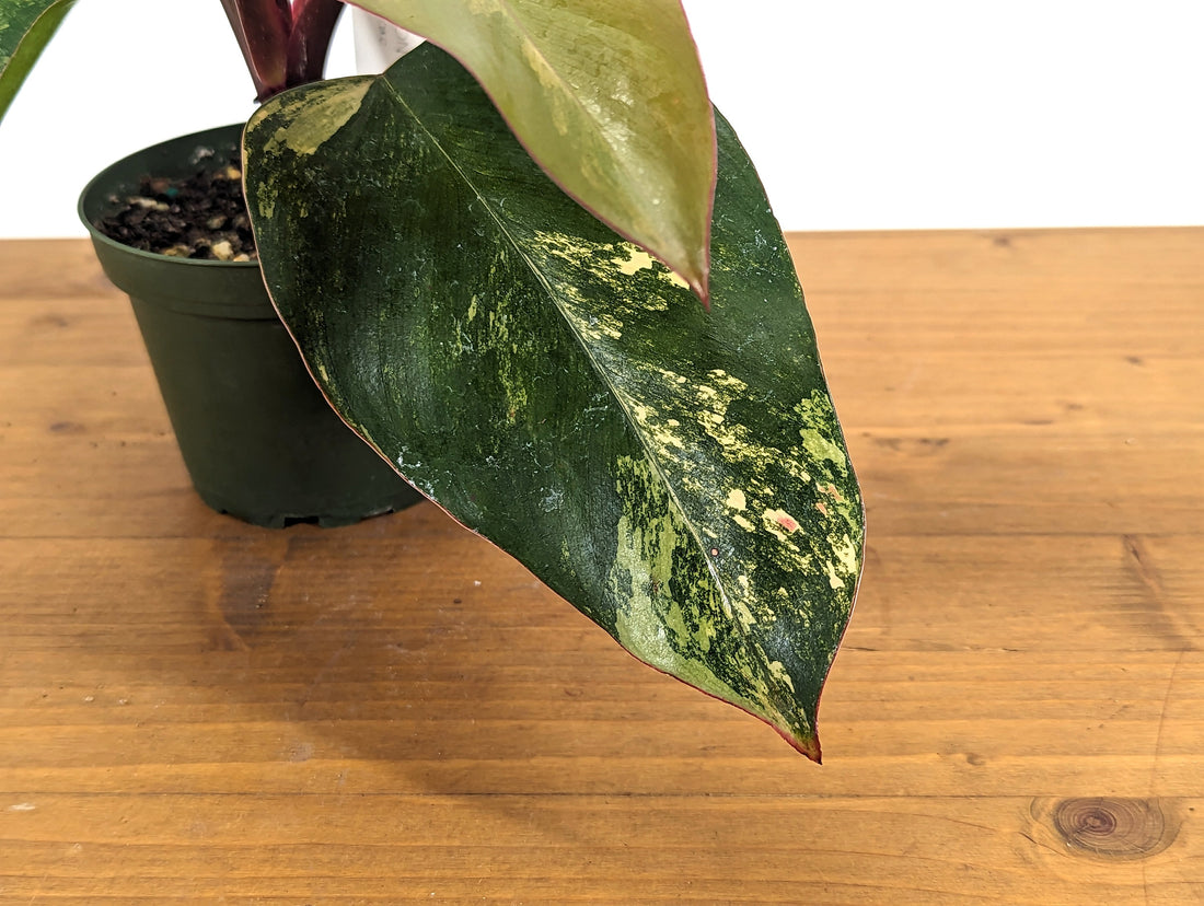 EXACT Philodendron Strawberry Shake Live House Plant - Variegated Live Houseplant