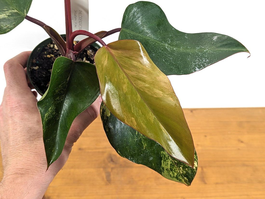 EXACT Philodendron Strawberry Shake Live House Plant - Variegated Live Houseplant