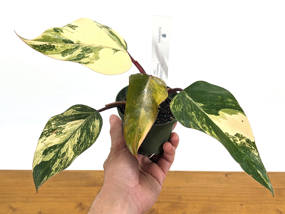 Philodendron Strawberry Shake Live EXACT Variegated House Plant 