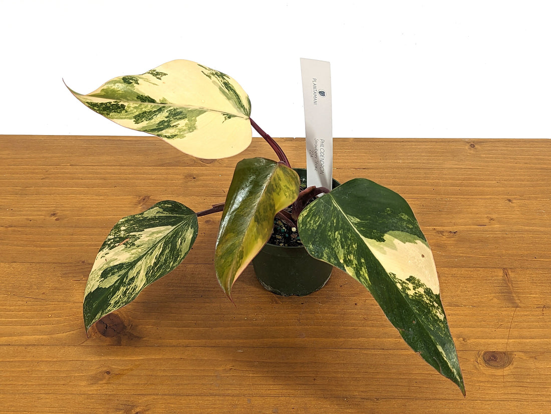 Philodendron Strawberry Shake Live EXACT Variegated House Plant 