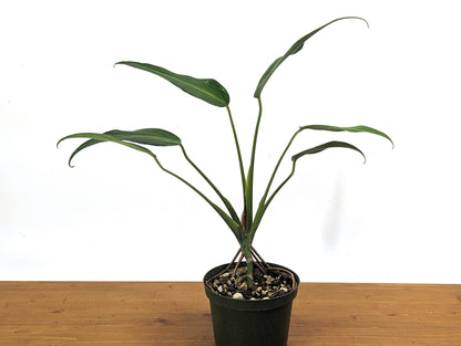 Monstera Burle Marx Flame EXACT 6 Inch Pot Fully Rooted Plant