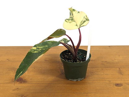 Philodendron Strawberry Shake Live EXACT Variegated House Plant 