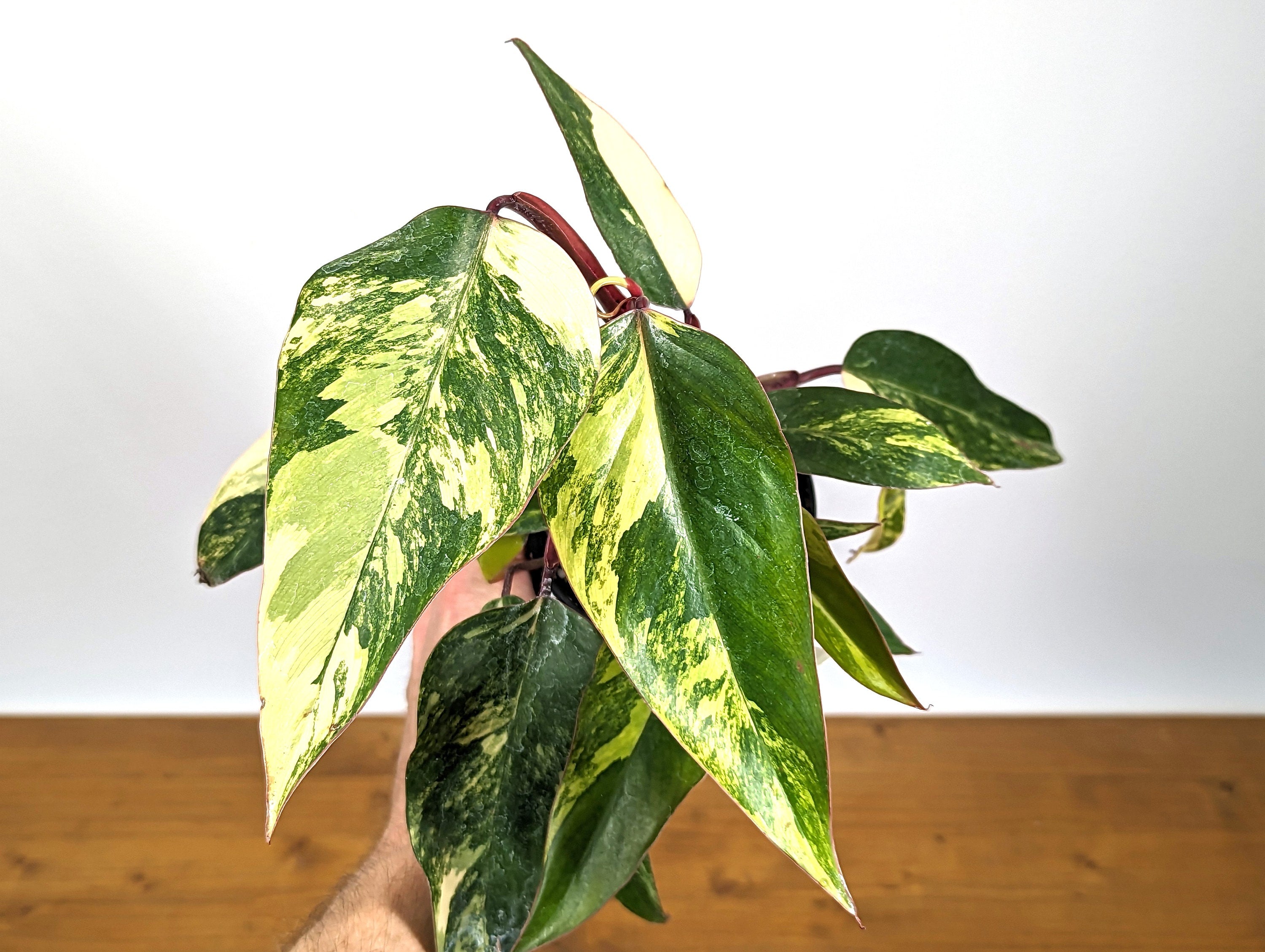 Philodendron Strawberry Shake Multiple Growth Points With Great Color 20+ Leaves! 4 inch Pot 