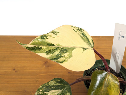 Philodendron Strawberry Shake Live EXACT Variegated House Plant 