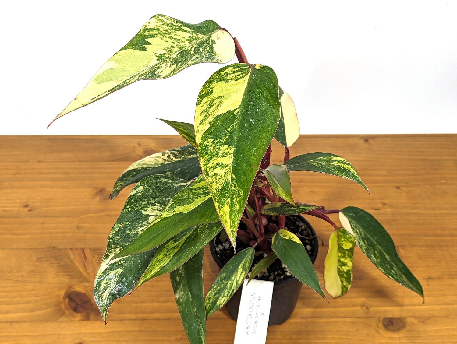 Philodendron Strawberry Shake Multiple Growth Points With Great Color 20+ Leaves! 4 inch Pot 