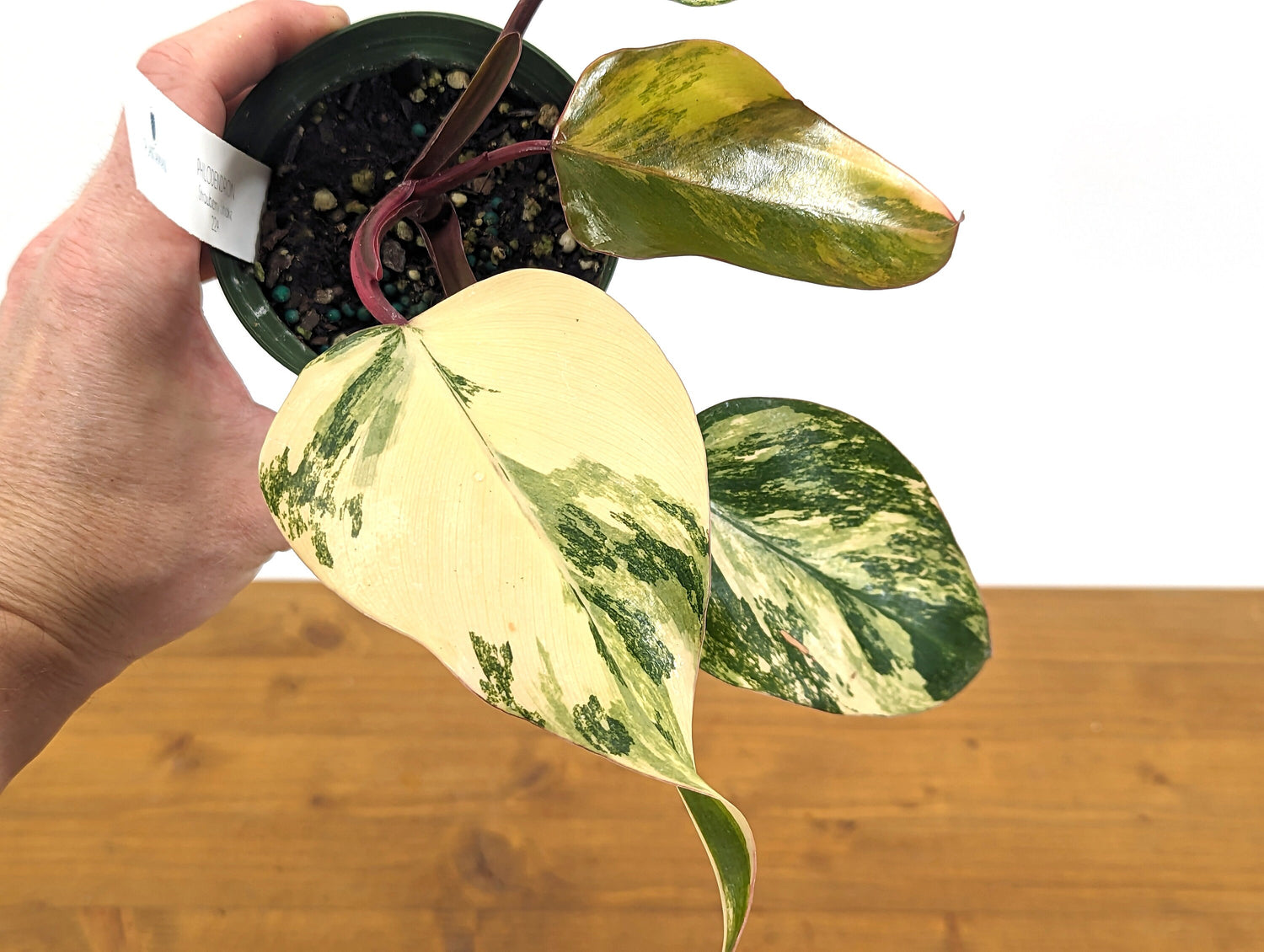 Philodendron Strawberry Shake Live EXACT Variegated House Plant 