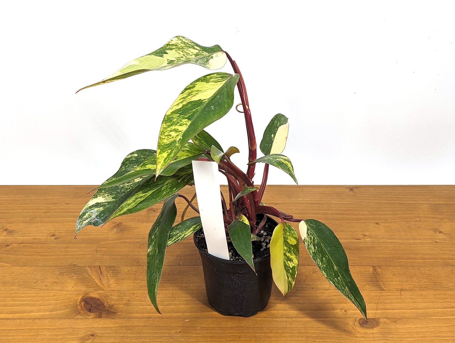 Philodendron Strawberry Shake Multiple Growth Points With Great Color 20+ Leaves! 4 inch Pot 