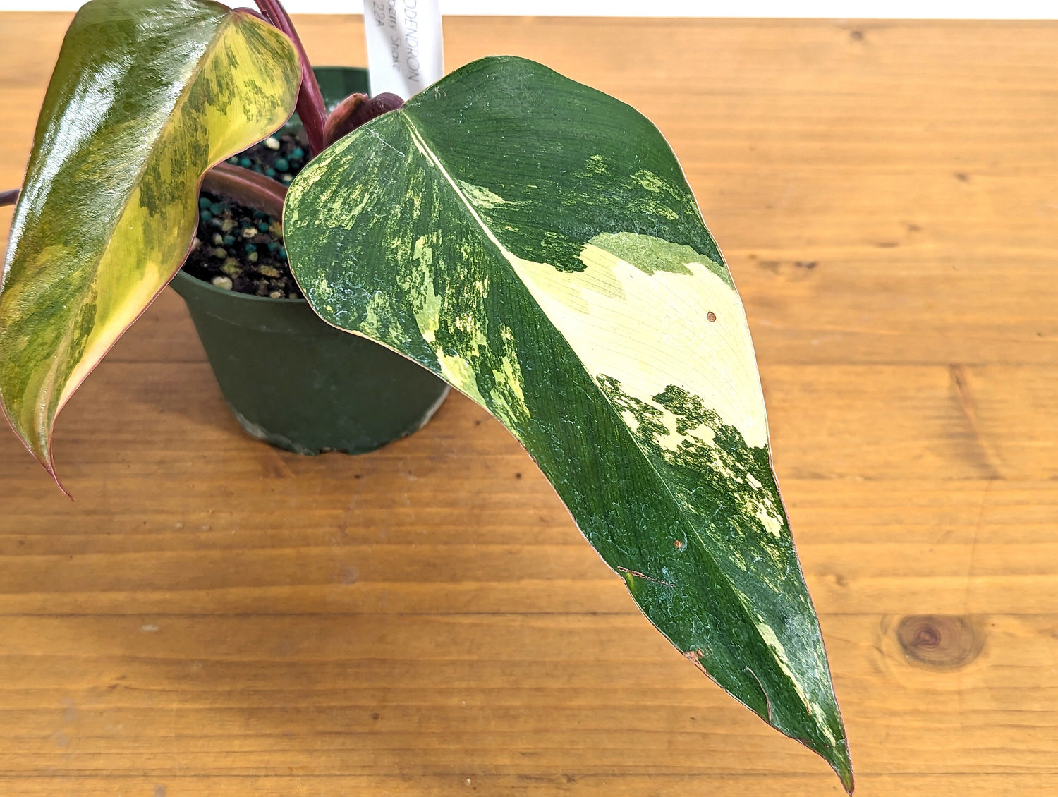 Philodendron Strawberry Shake Live EXACT Variegated House Plant 