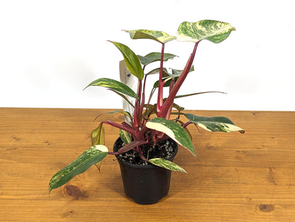 Philodendron Strawberry Shake Multiple Growth Points With Great Color 20+ Leaves! 4 inch Pot 