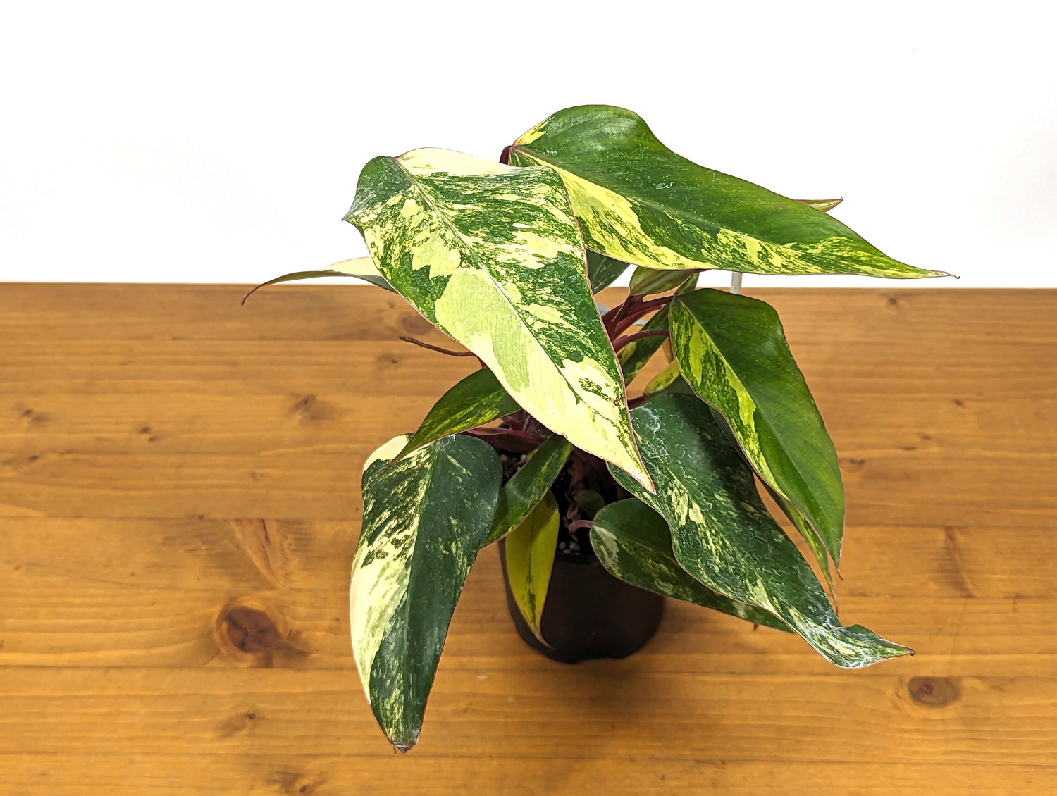 Philodendron Strawberry Shake Multiple Growth Points With Great Color 20+ Leaves! 4 inch Pot 