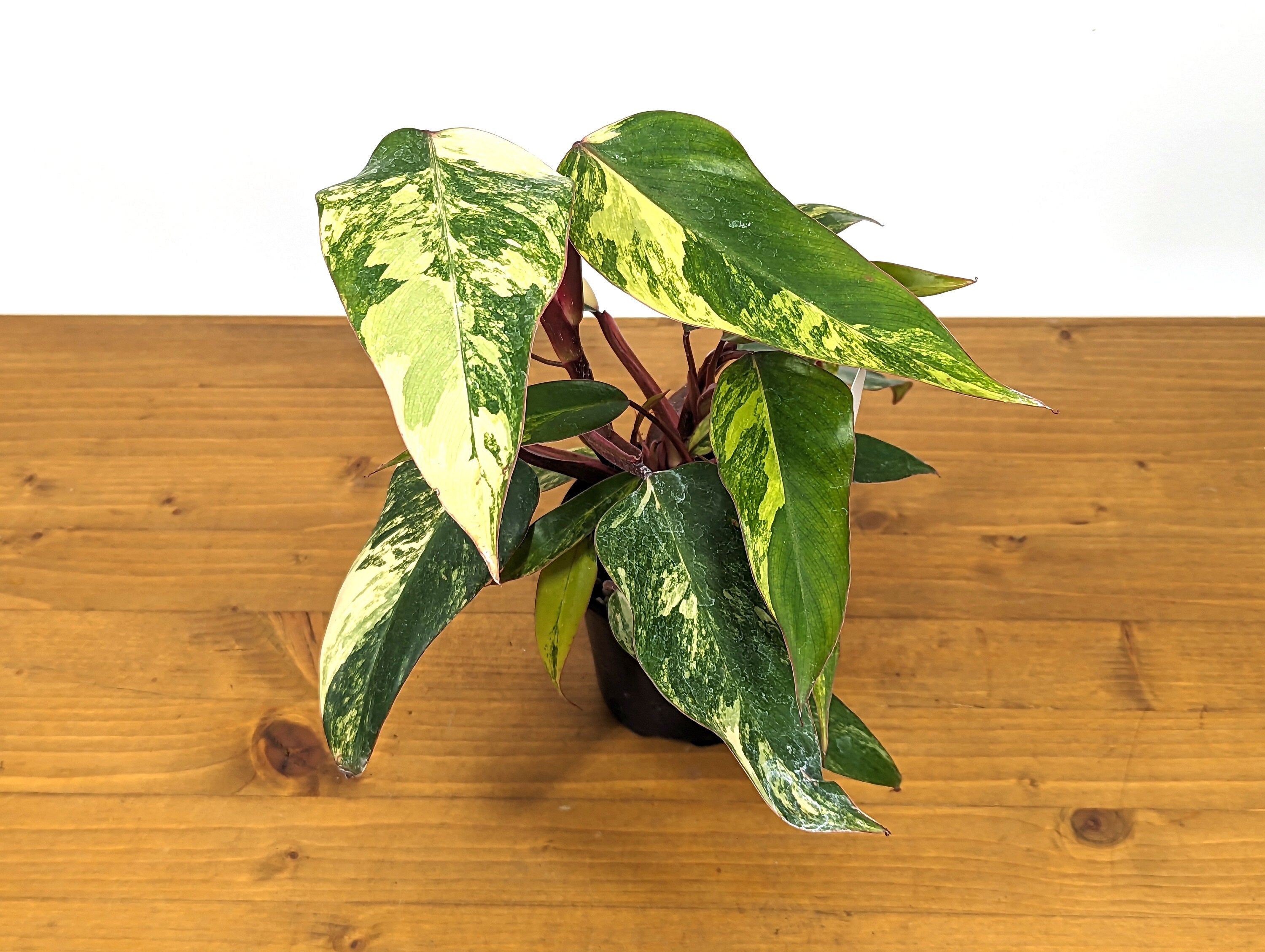 Philodendron Strawberry Shake Multiple Growth Points With Great Color 20+ Leaves! 4 inch Pot 