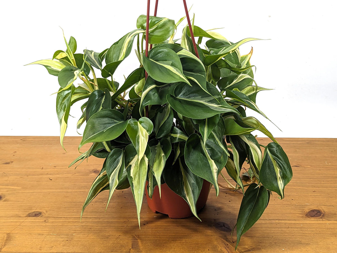 Philodendron Silver Stripe / Rio in 6 inch Hanging Basket