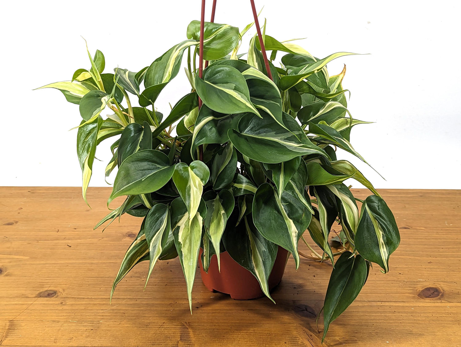 Philodendron Silver Stripe / Rio