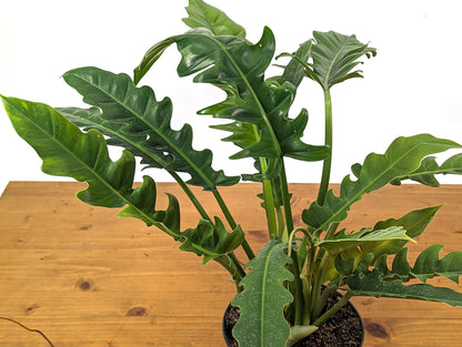 Philodendron Jungle Boogie Tiger Tooth Wild Type in 6 Inch Pot