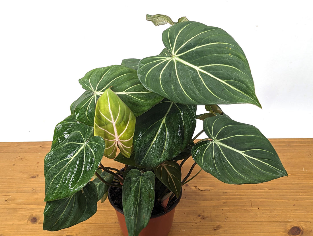 Philodendron Gloriosum in 6 inch Pot - Clump Style Multiple Plants