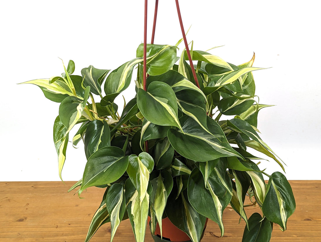 Philodendron Silver Stripe / Rio in 6 inch Hanging Basket