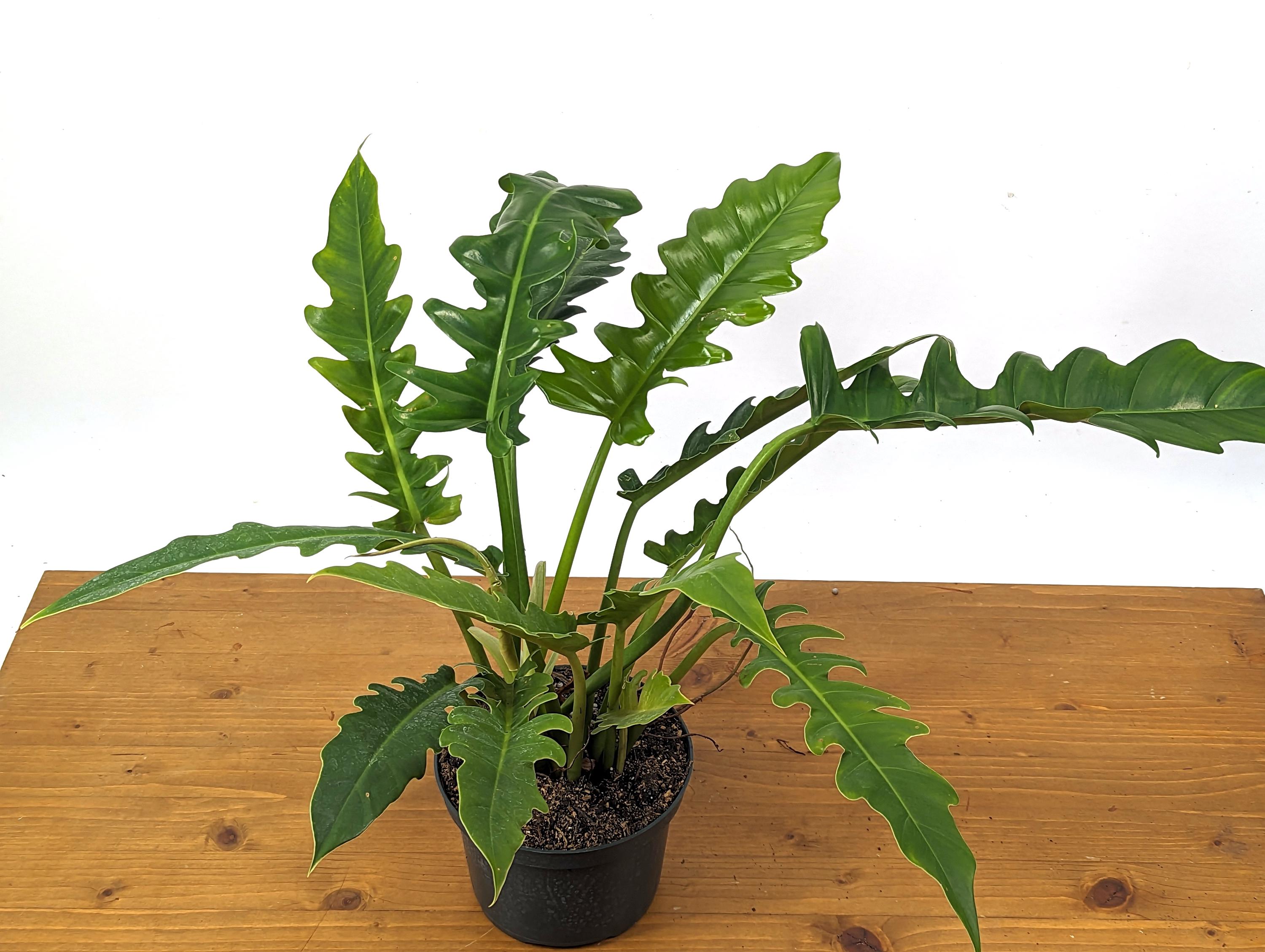 Philodendron Jungle Boogie Tiger Tooth Wild Type in 6 Inch Pot