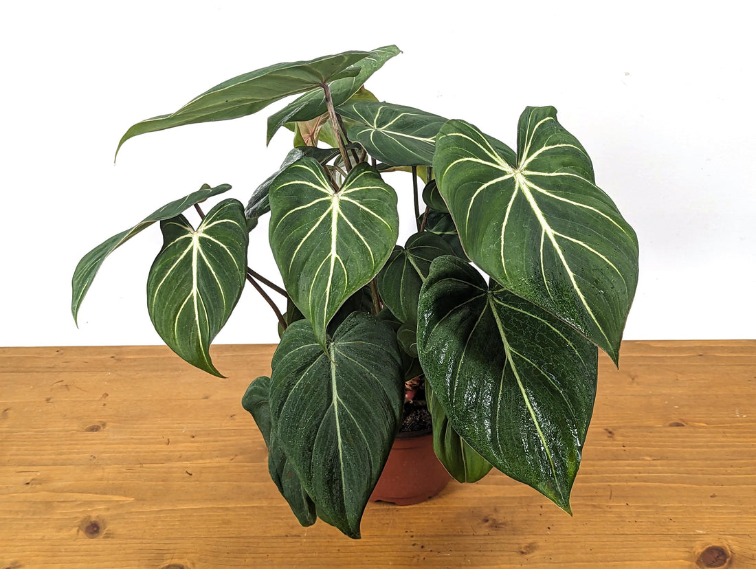 Philodendron Gloriosum in 6 inch Pot - Clump Style Multiple Plants