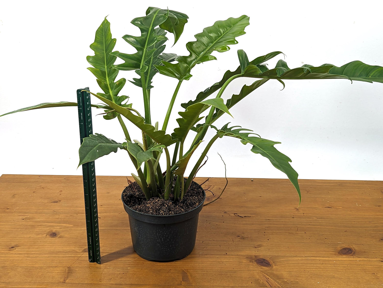 Philodendron Jungle Boogie Tiger Tooth Wild Type in 6 Inch Pot