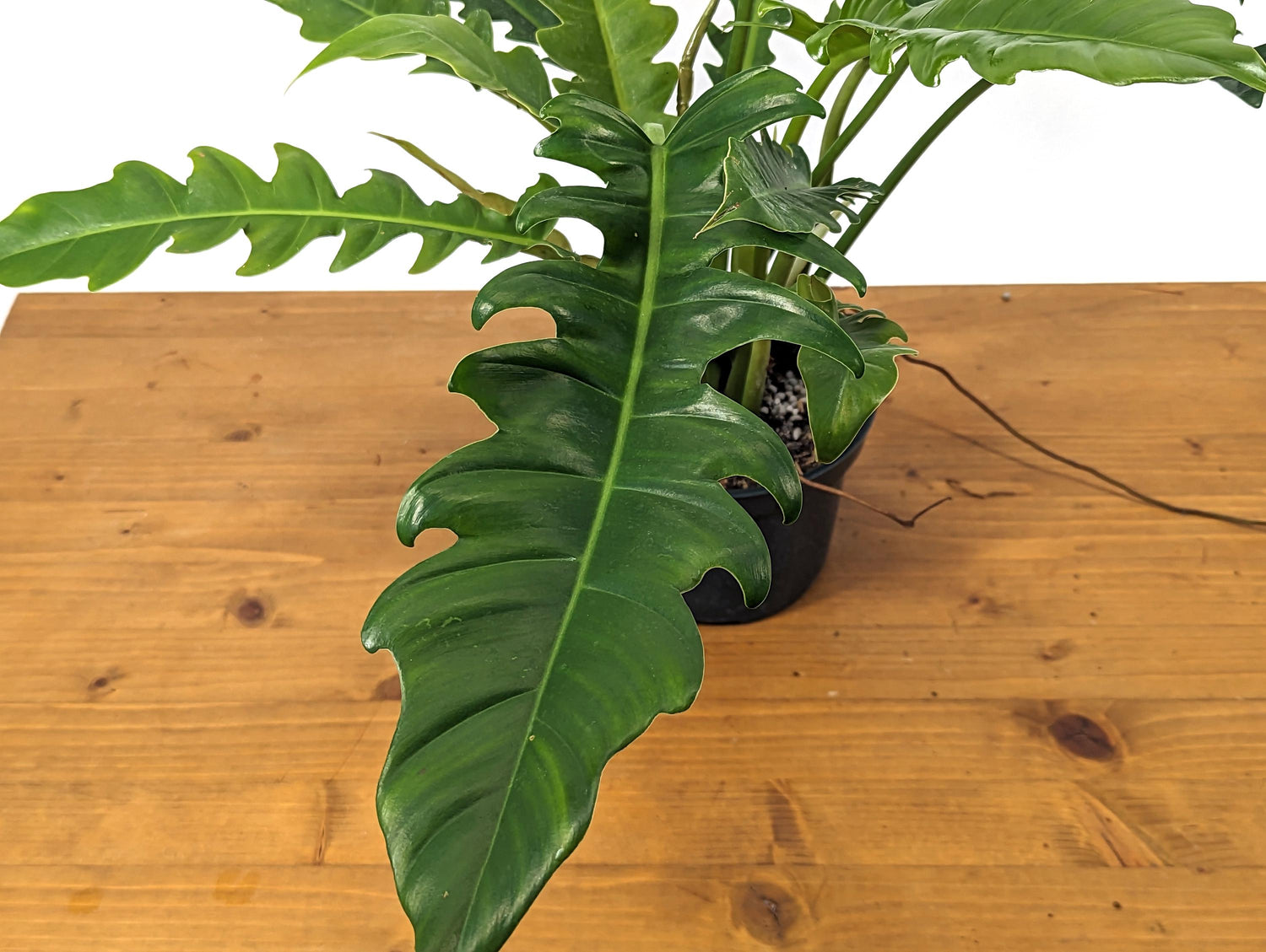 Philodendron Jungle Boogie Tiger Tooth Wild Type in 6 Inch Pot