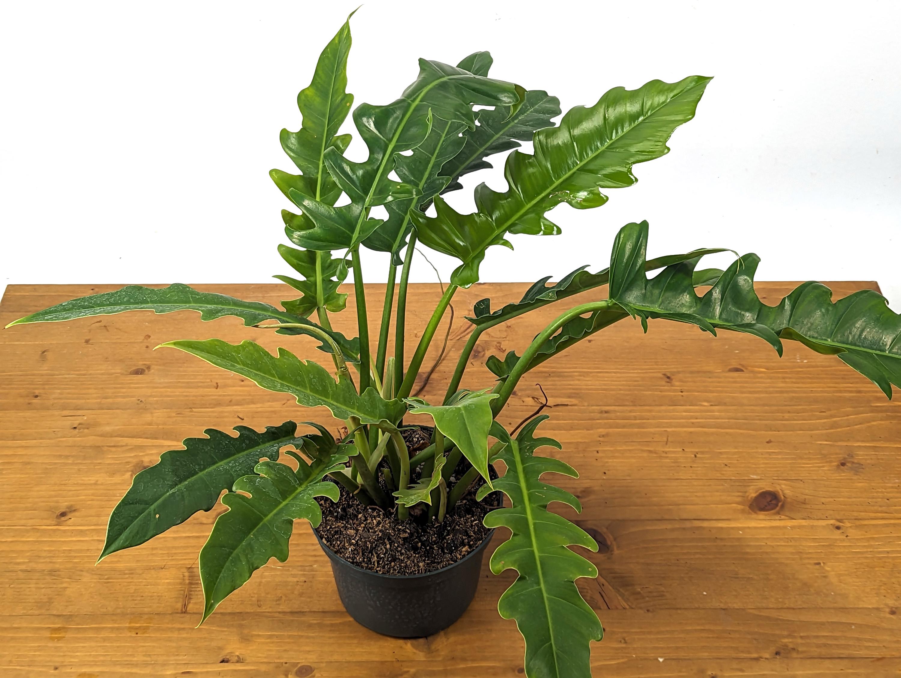 Philodendron Jungle Boogie Tiger Tooth Wild Type in 6 Inch Pot