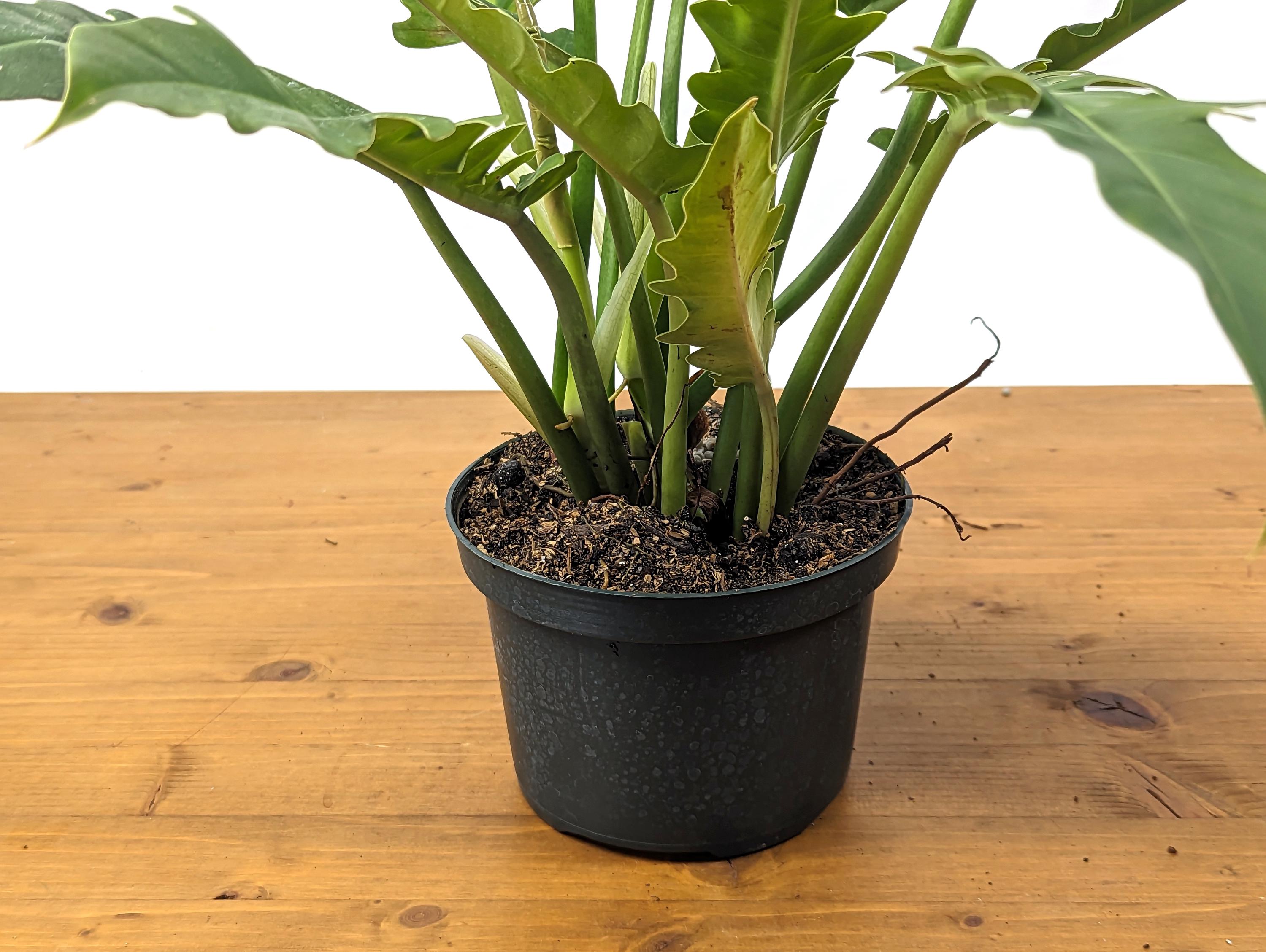 Philodendron Jungle Boogie Tiger Tooth Wild Type in 6 Inch Pot