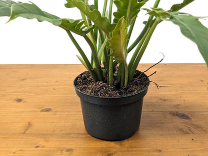 Philodendron Jungle Boogie Tiger Tooth Wild Type in 6 Inch Pot