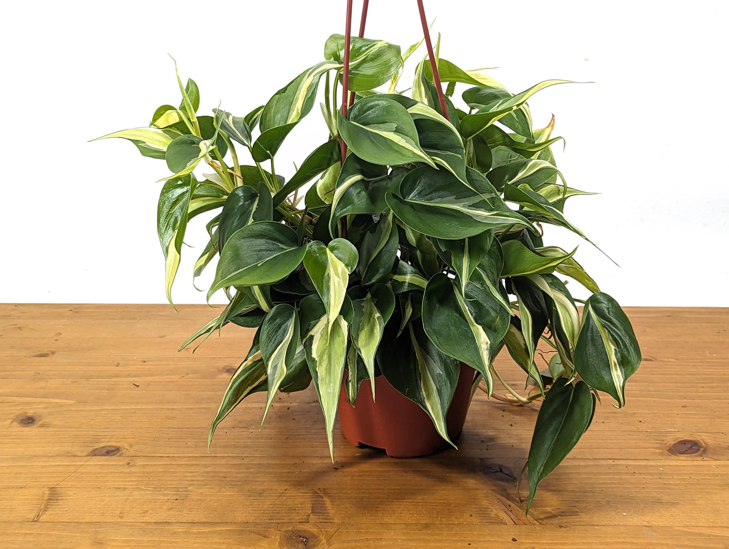 Philodendron Silver Stripe / Rio