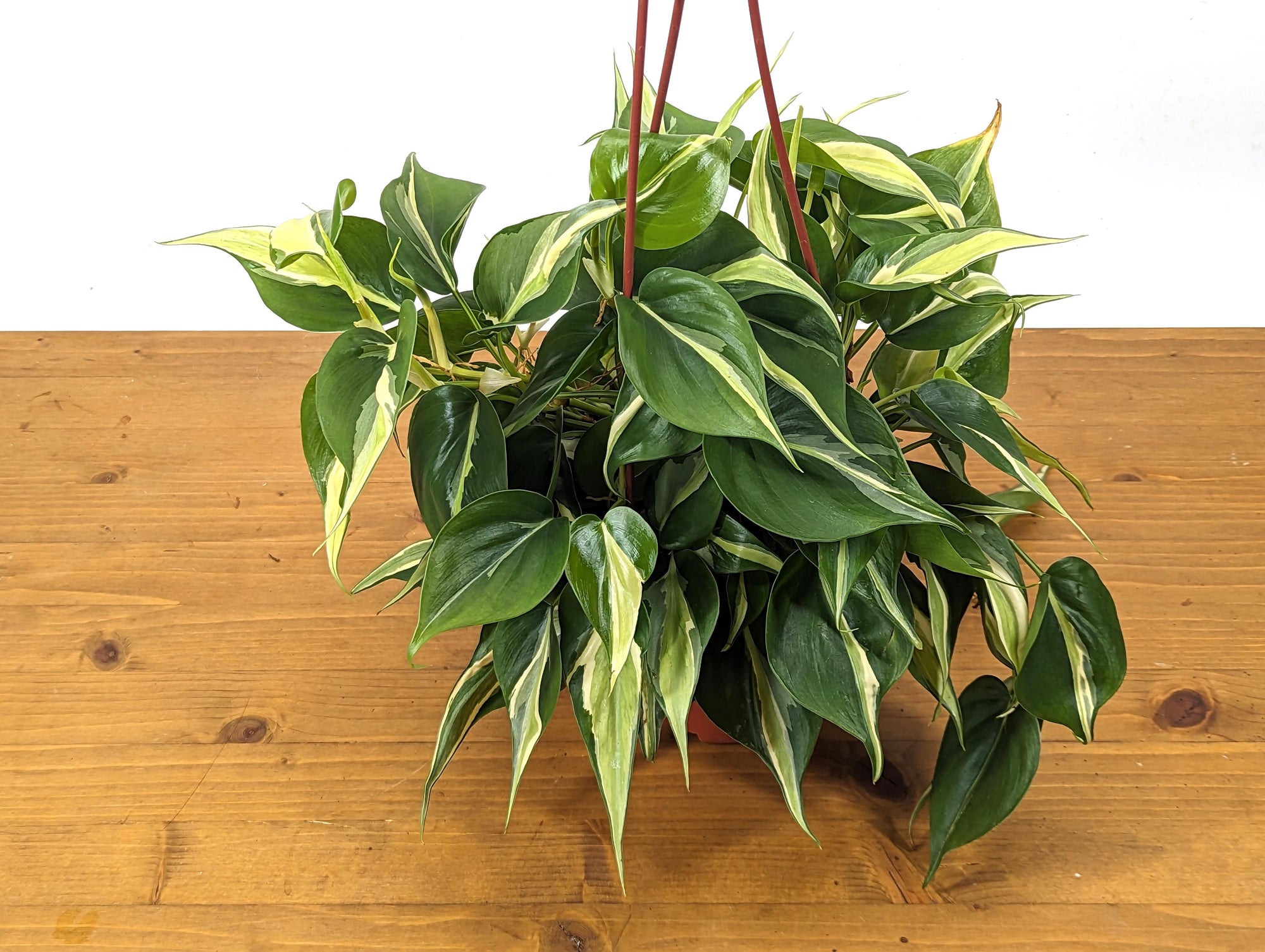 Philodendron Silver Stripe / Rio  Plantamani Plants