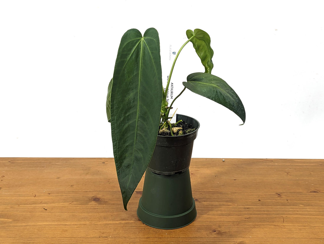 Anthurium Warocqueanum Dark Queen 4 inch pot (Esmeralda) - Exact