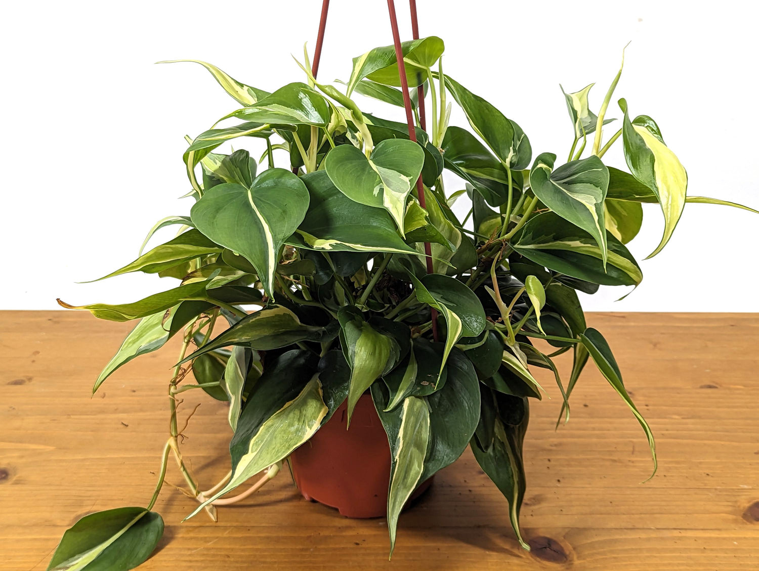 Philodendron Silver Stripe / Rio