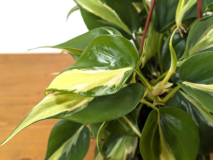 Philodendron Silver Stripe / Rio