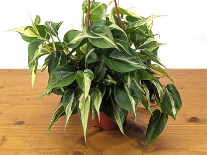 Philodendron Silver Stripe / Rio