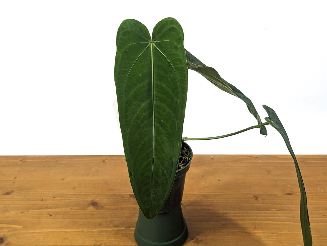 Anthurium Warocqueanum Dark Queen 4 inch pot (Esmeralda) - Exact Plant