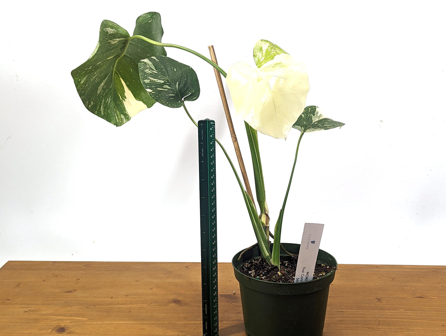 Exact WHITE High Color Monstera Thai Constellation 6 Inch Pot Over 12 Inches Tall