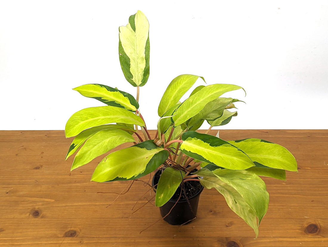 Philodendron Thai Sunrise - Exact 4 inch pot 