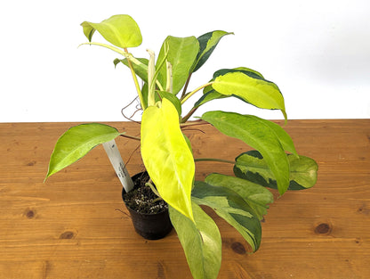 Philodendron Thai Sunrise Variegated Plant 4 inch pot 