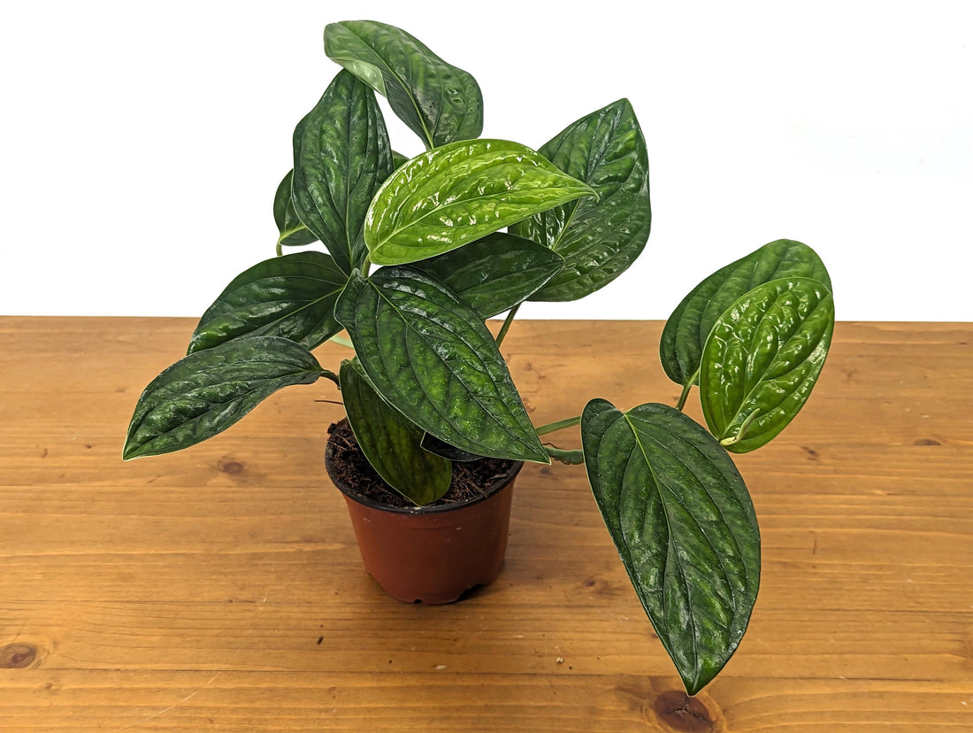 Monstera Peru - 4 Inch Pot - FREE SHIPPING