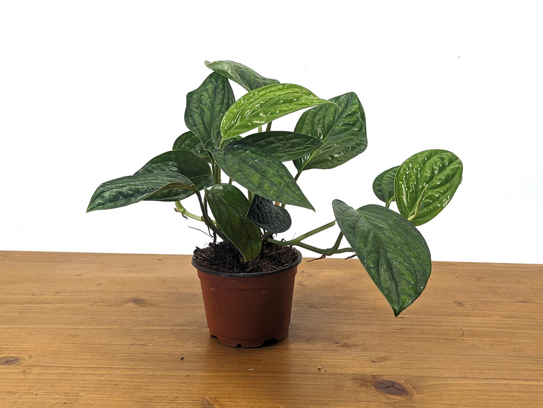 Monstera Peru - 4 Inch Pot - FREE SHIPPING