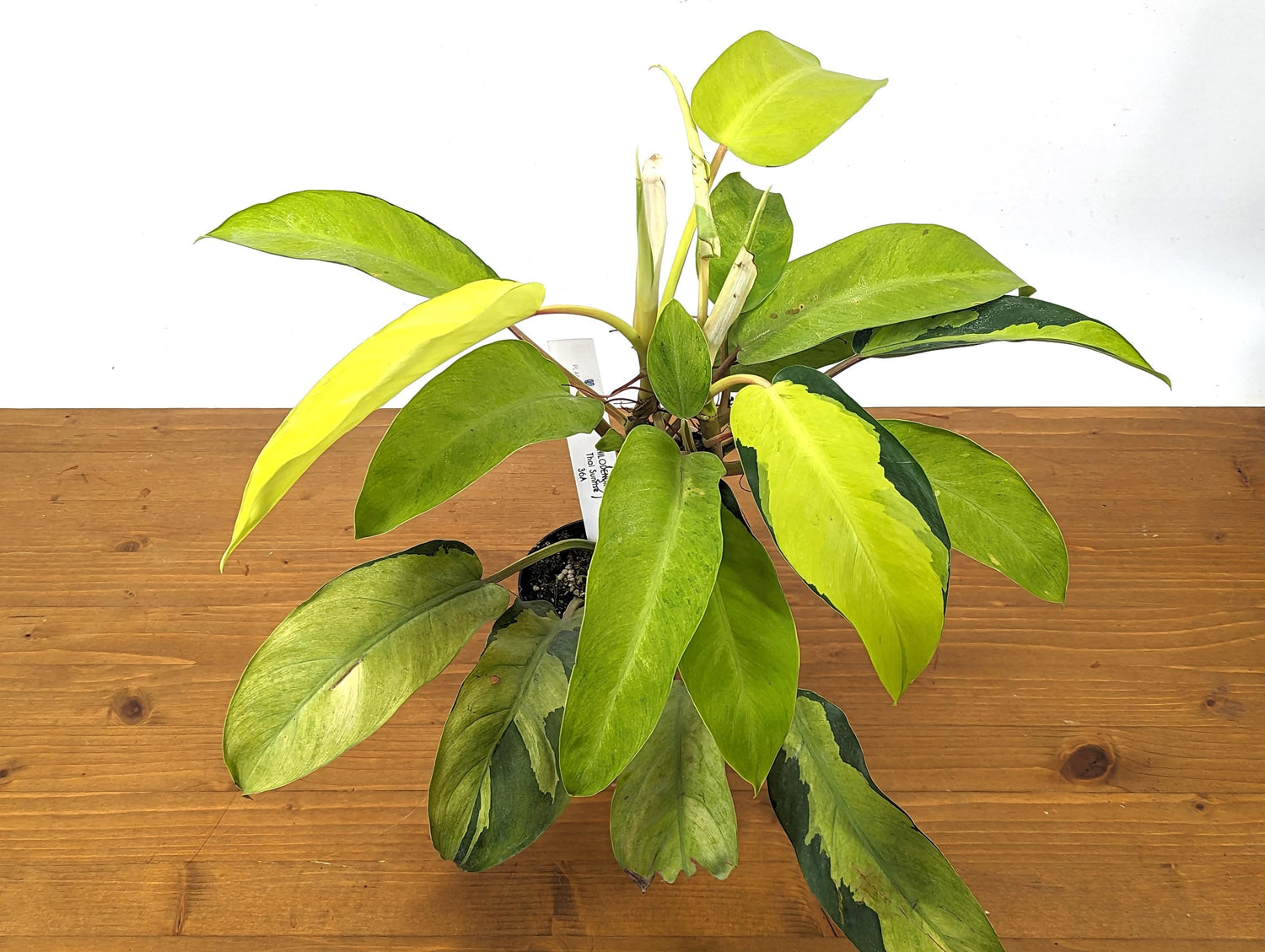 Philodendron Thai Sunrise Variegated Plant 4 inch pot 