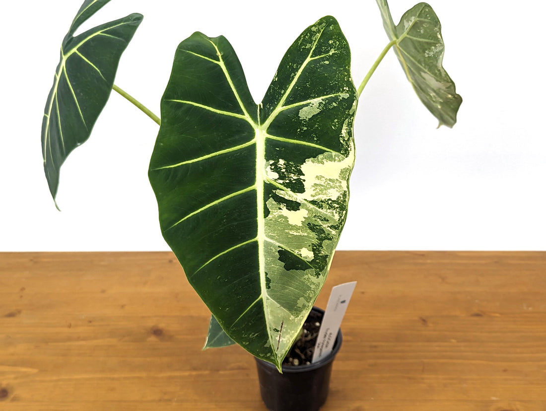 XL Alocasia Frydek Variegated Over 1 FOOT TALL 4 inch Pot Exact Plant 36A