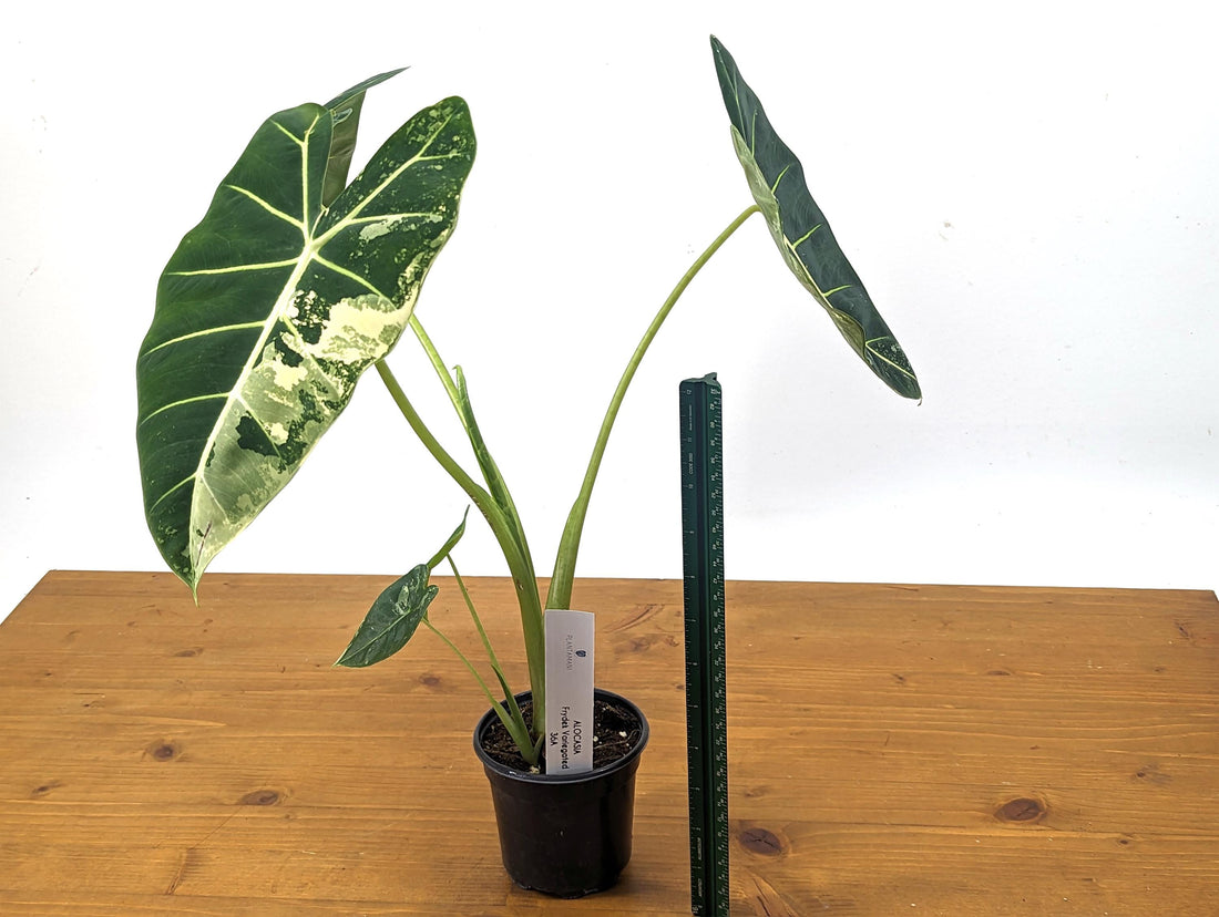 XL Alocasia Frydek Variegated Over 1 FOOT TALL 4 inch Pot Exact Plant 36A