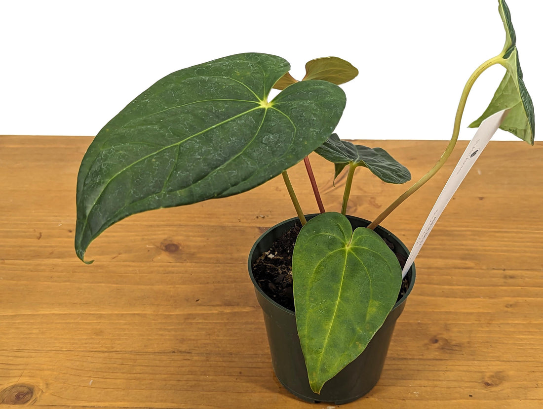 Anthurium Regale x Luxurians &