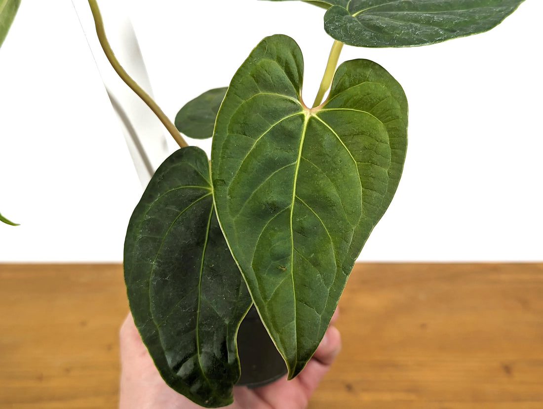 Anthurium Regale x Luxurians &