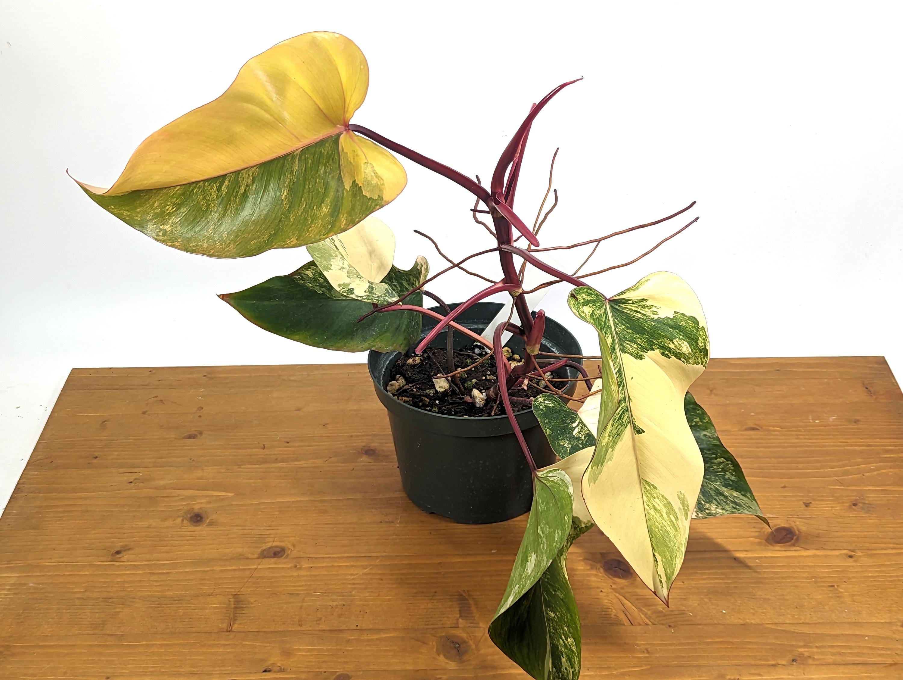 Philodendron Strawberry Shake 8 inch Po - Exact Plant Pictured - Variegated Live Houseplant Beautiful