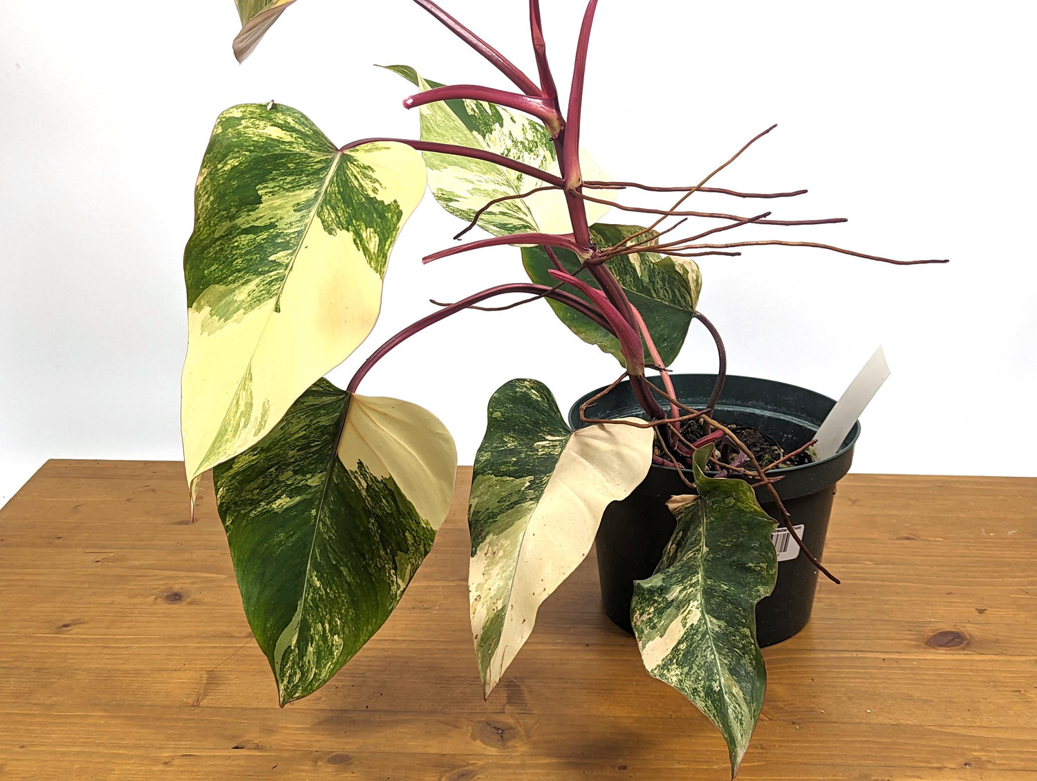 Philodendron Strawberry Shake 8 inch Po - Exact Plant Pictured - Variegated Live Houseplant Beautiful